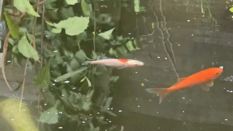 Pond Update