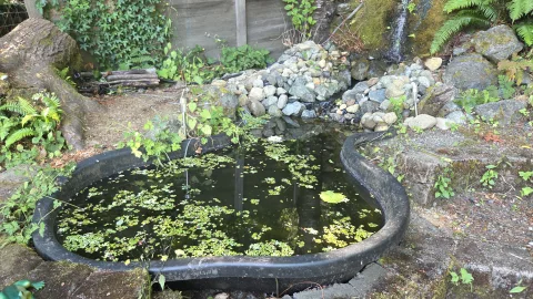 Pond Update