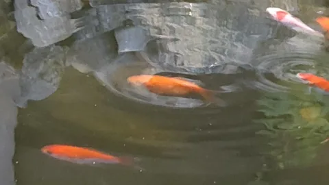 Pond Update