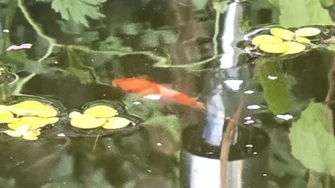 Pond Update