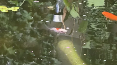 Pond Update