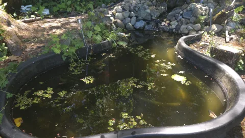 Pond Update