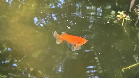 Pond Update